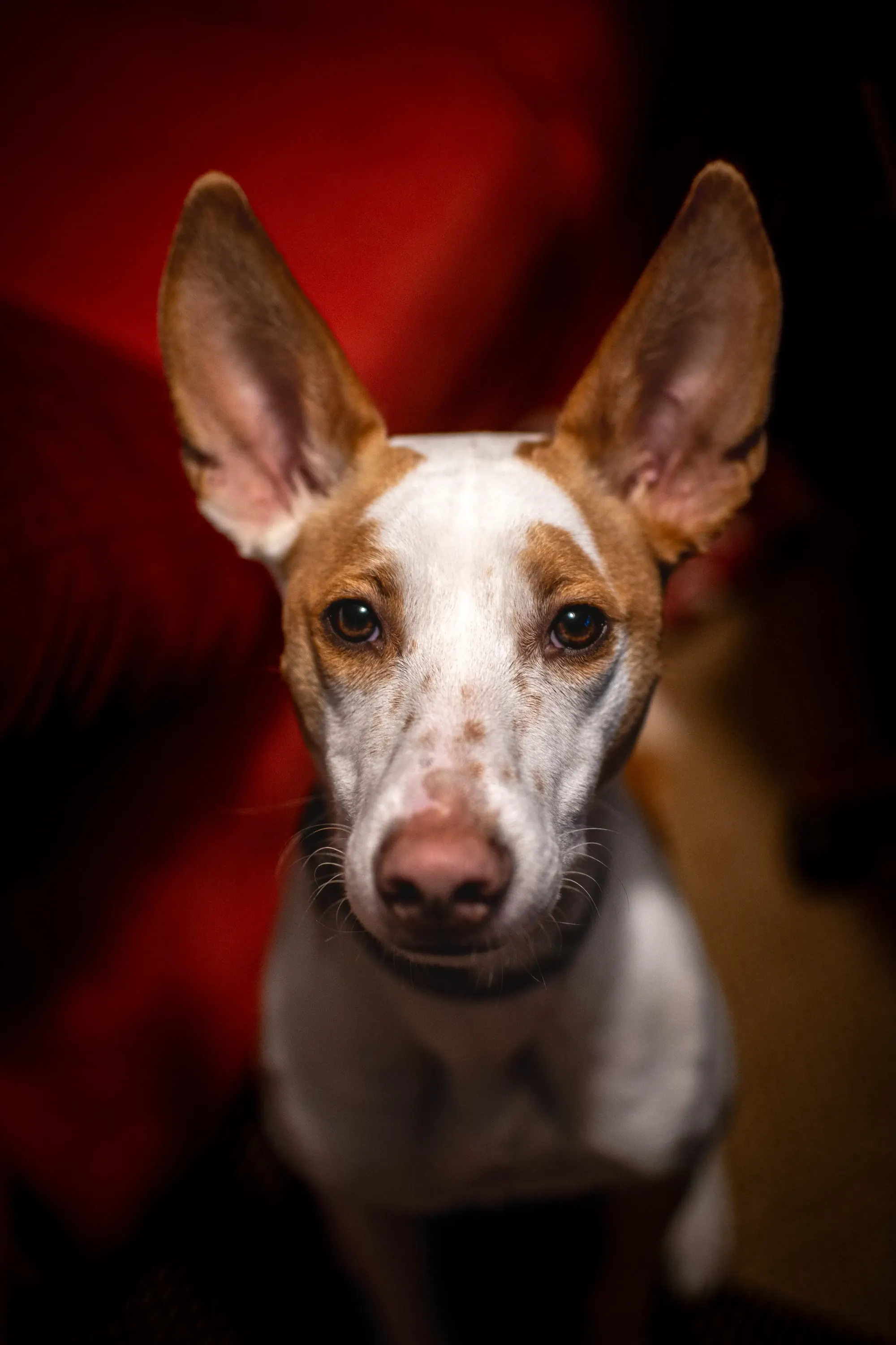 Portraits